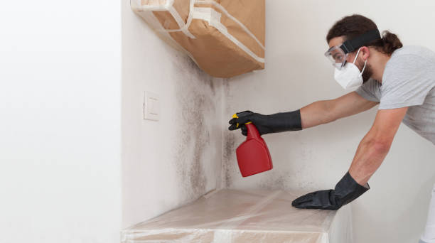 Professional Attic Mold Remediation technician working in Curwensville, PA