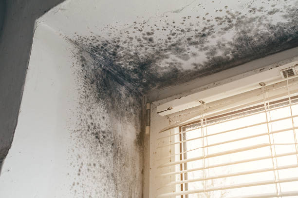 Affordable Attic Mold Remediation solutions in Curwensville, PA